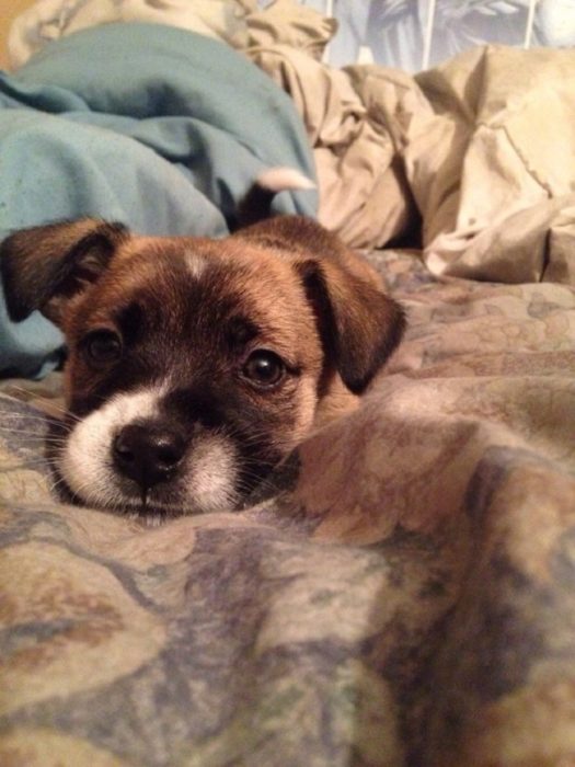 perrito tierno que no quiere levantarse de la cama