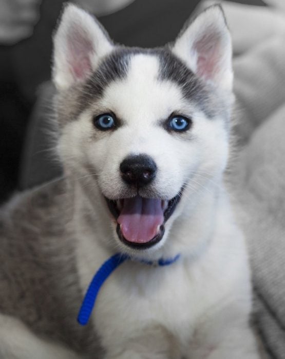 perro cachorrito sonriendo 