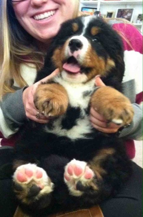 tierno cachorro que es feliz mientras lo cargan