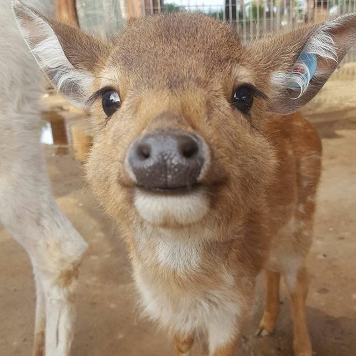 cría de venado