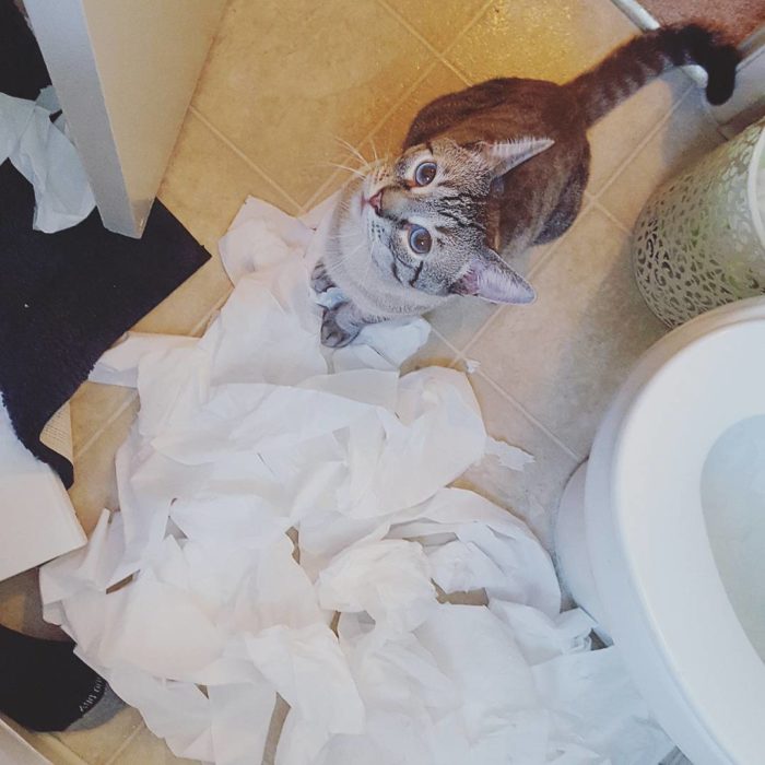 gato hizo un desastre en el baño