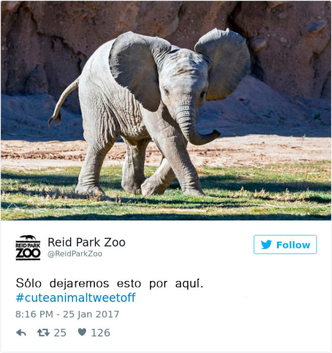 un elefante bebé