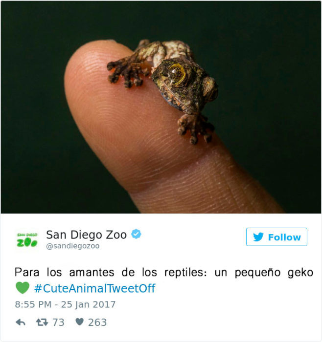 un reptil bebé de madagascar