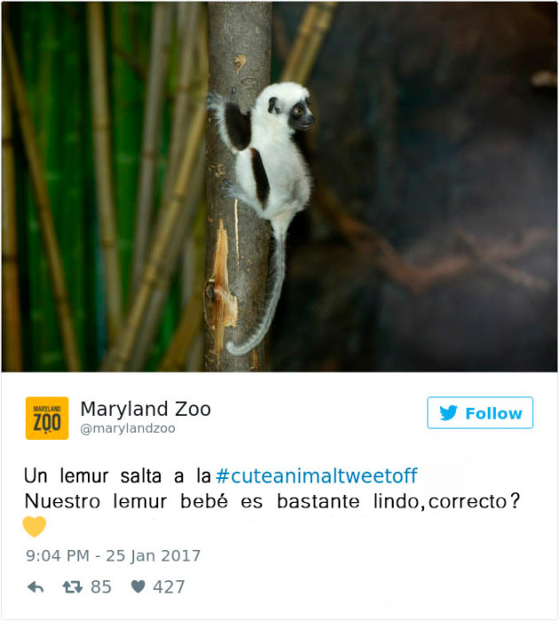 un lemur bebé