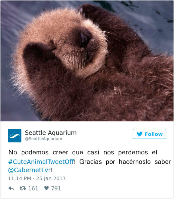 un tierno bebé animal en twitter