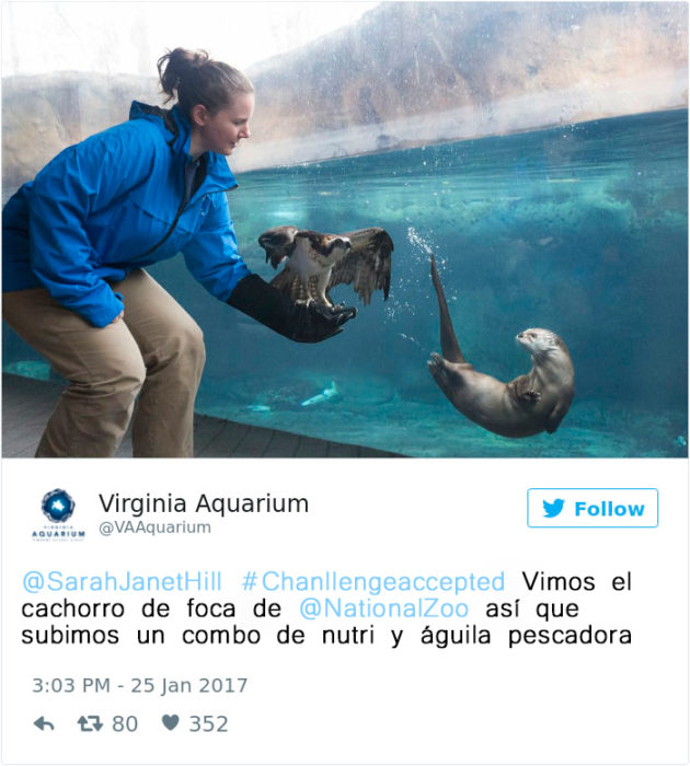 una nutria y un águila pescadora bebés