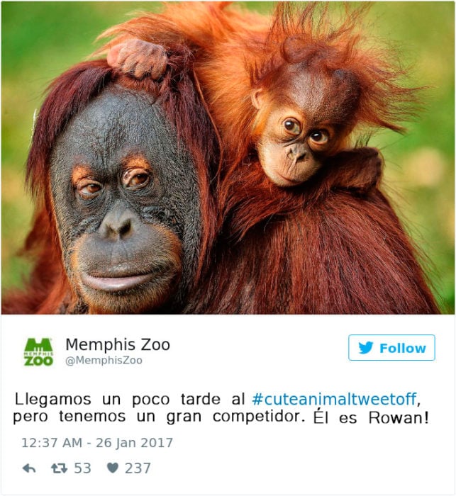 un orangután bebé y su mamá