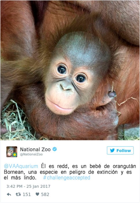 un orangután bebé