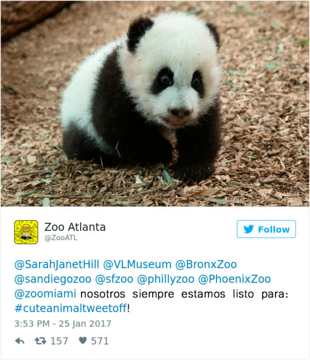 un panda bebé