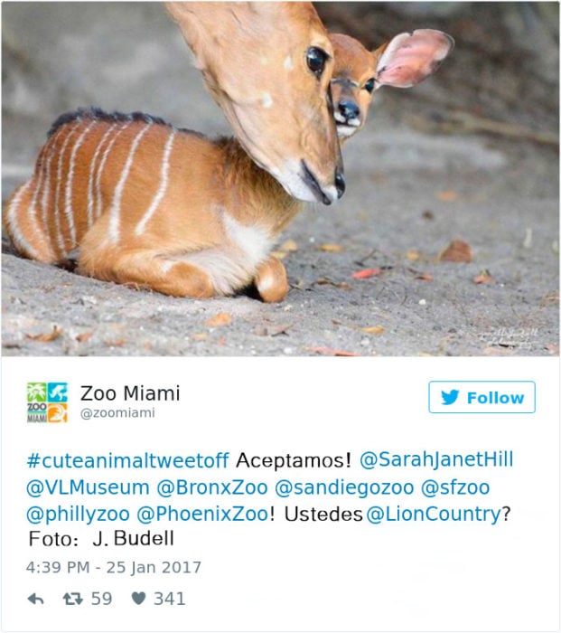 bambi de la vida real