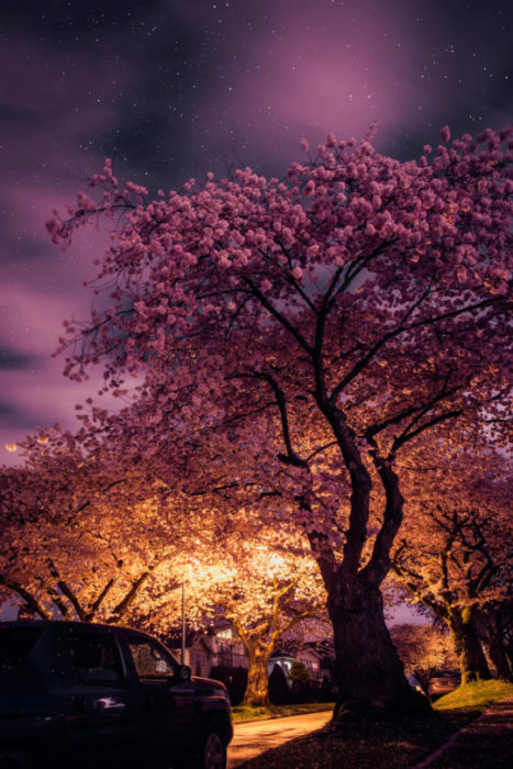 árbol de cerezo en la noche