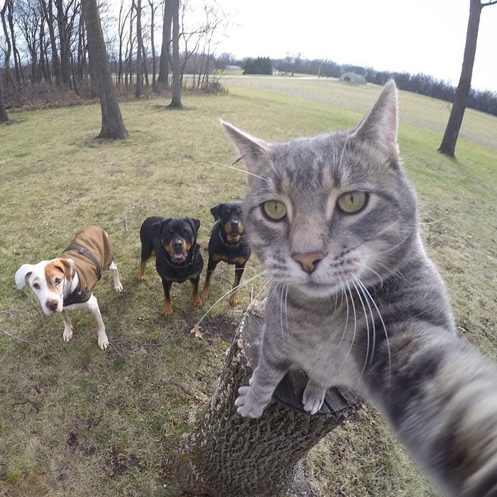 selfie gato y perros