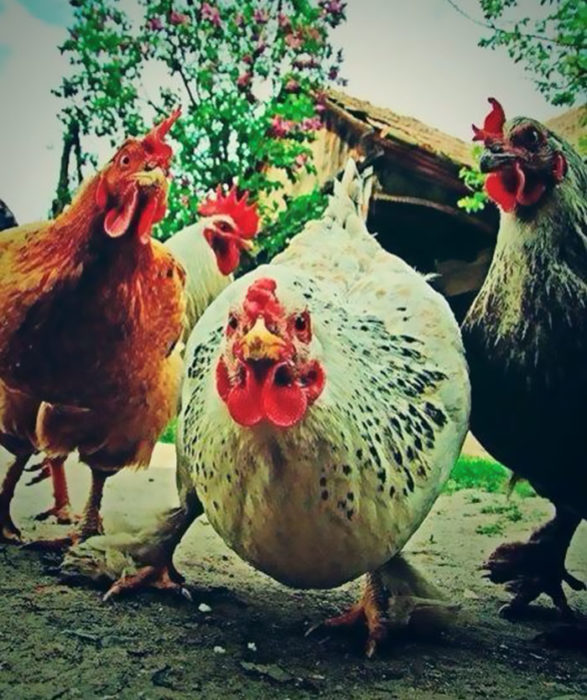 4 gallinas