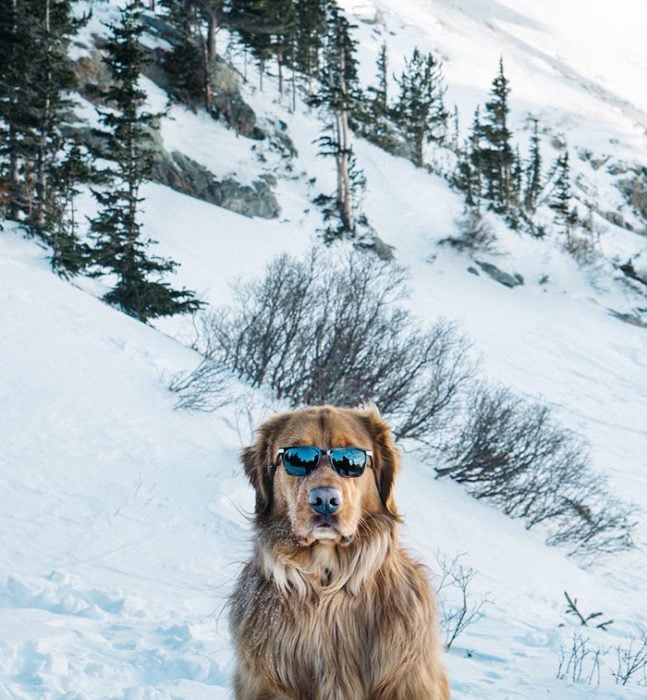 perro con lentes oscuros en la nieve