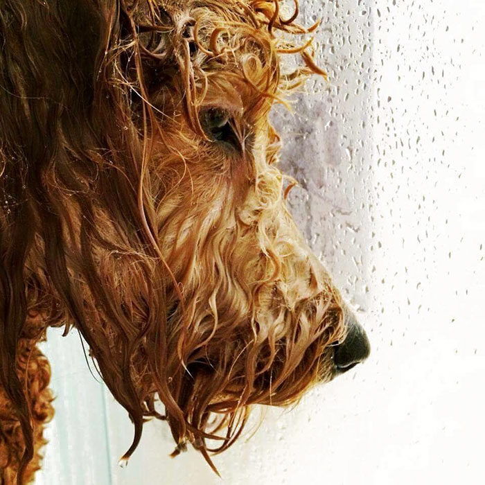 perro mojado viendo la ventana