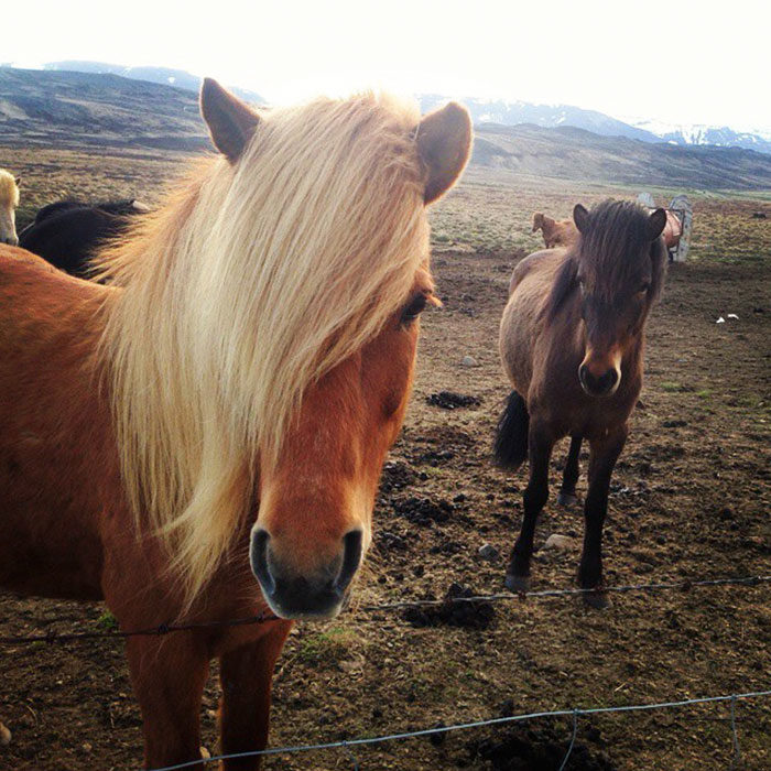 dos caballos bien peinados