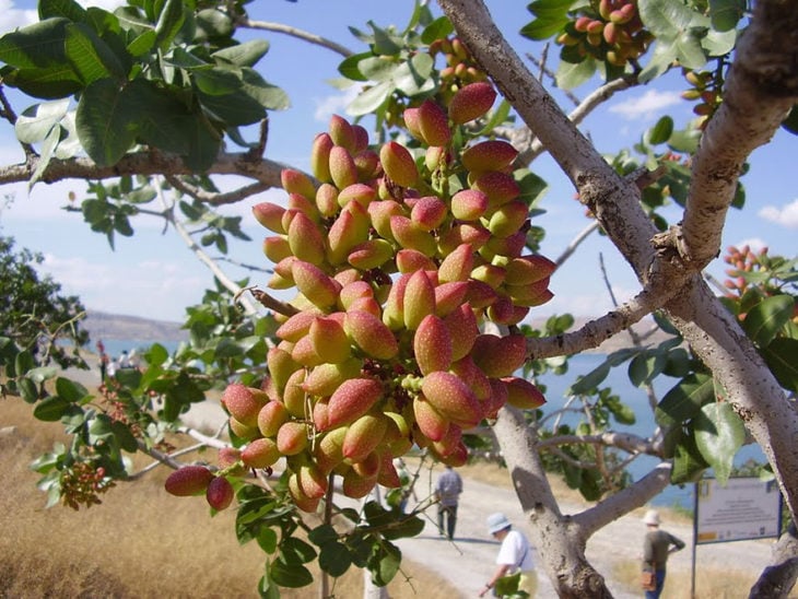 arbol pistaches