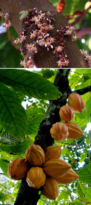 arbol cacao