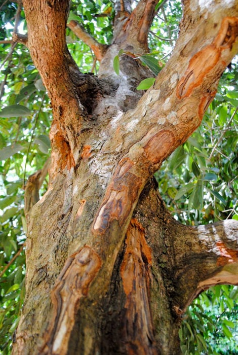 arbol canela