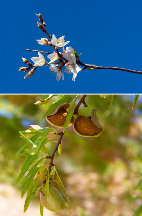 arbol de almendras