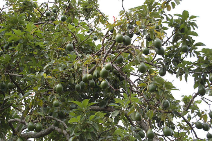 arbol de aguacates