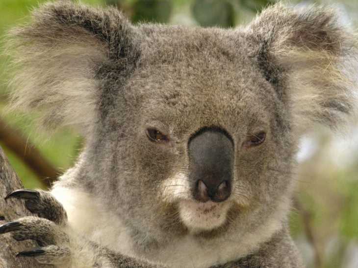 koala enojado 