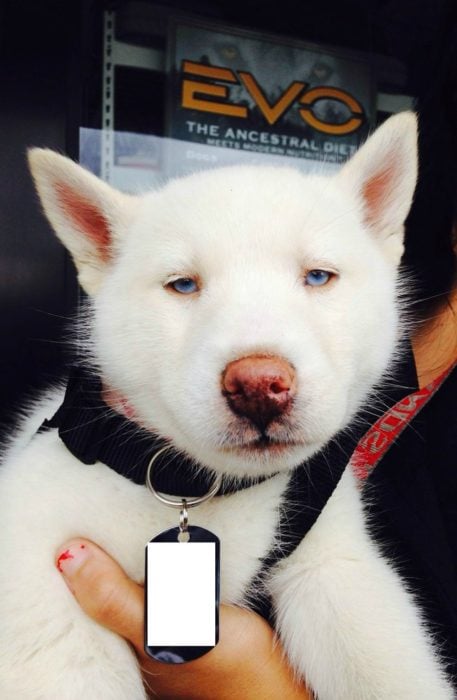 perro con cara de fastidio 