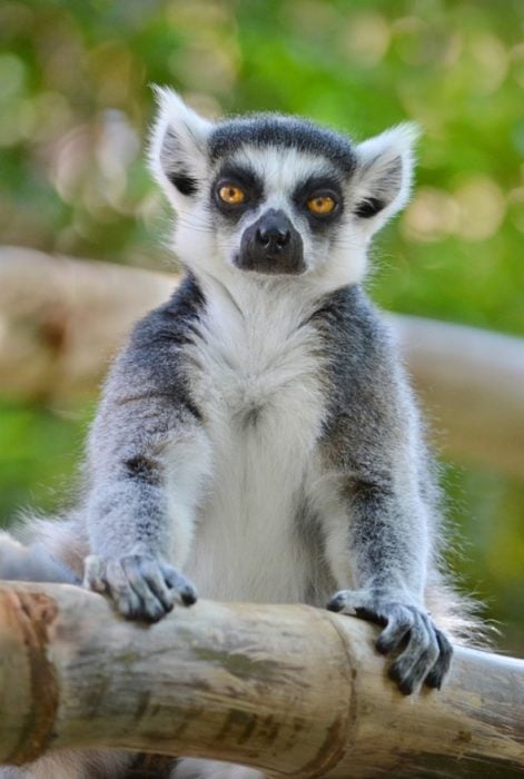 lemur con cara de hartazgo