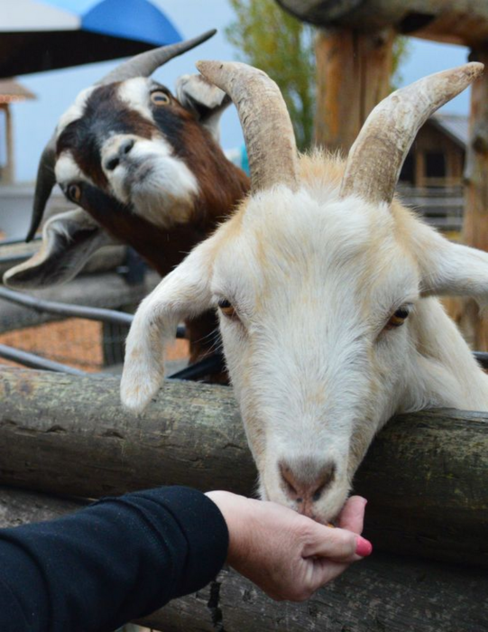 foto de hombre alimentando cabra y otra cabra atrás 