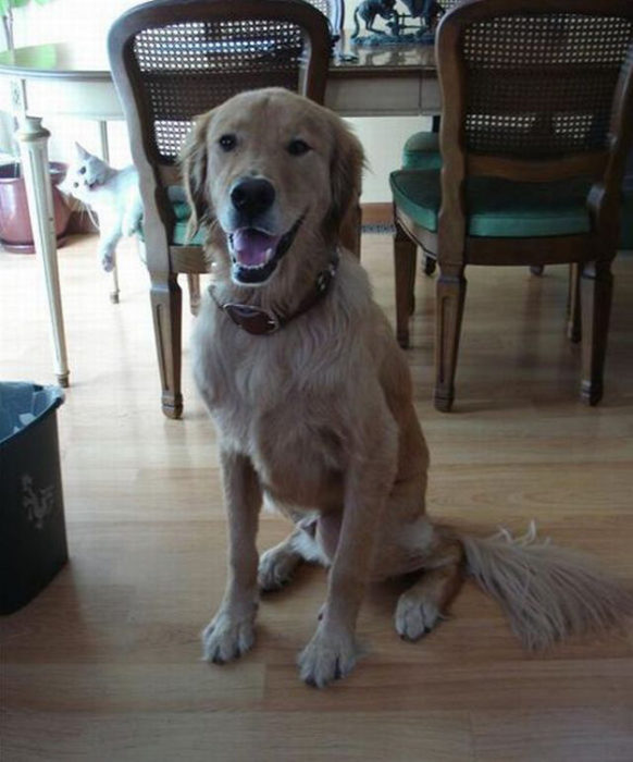 foto perro golden atrás se ve gato blanco asomándose 