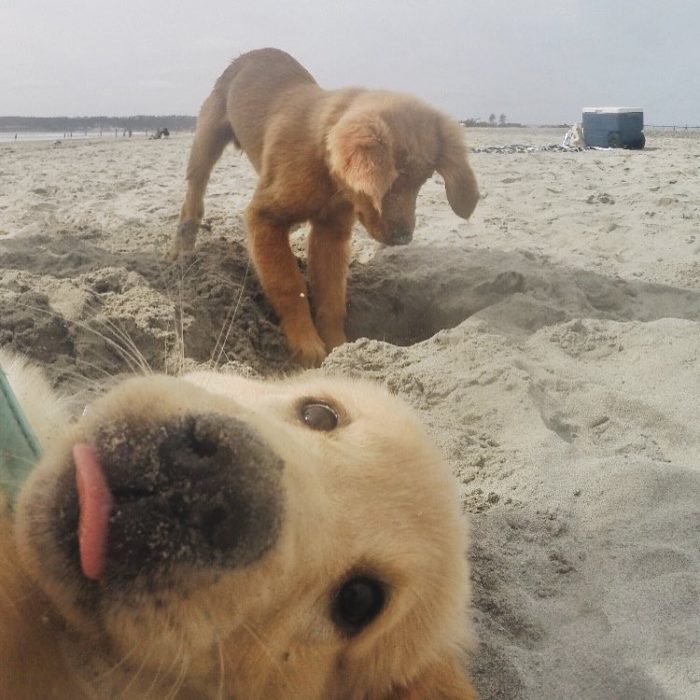 foto de perro cavando y otro cachorro viendo a la cámara 