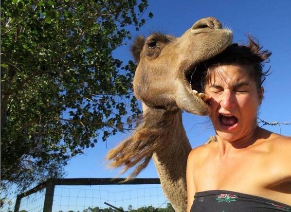 foto de camello mordiendo a mujer
