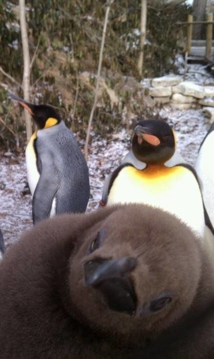 foto pinguions y adelante un animal cafe