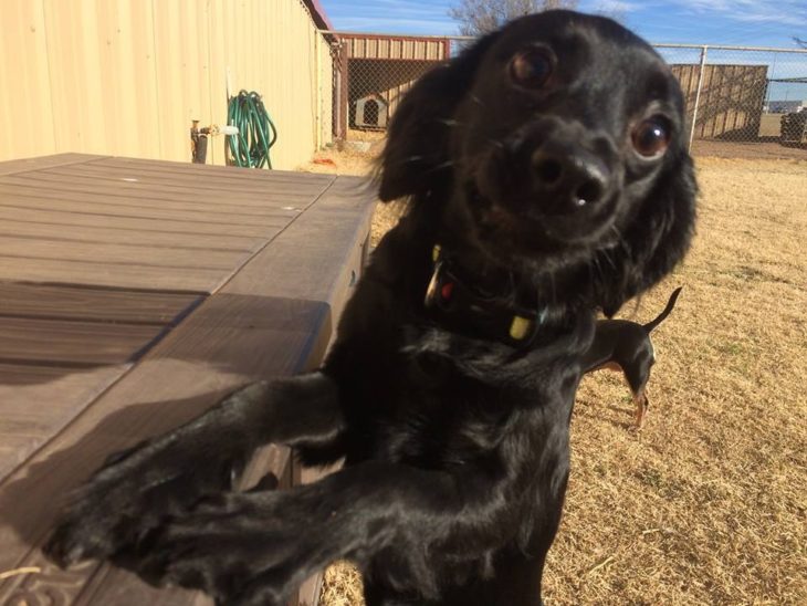 perro cara de cerca negro