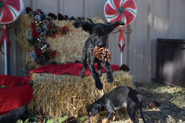 perro saltando decoración navideña