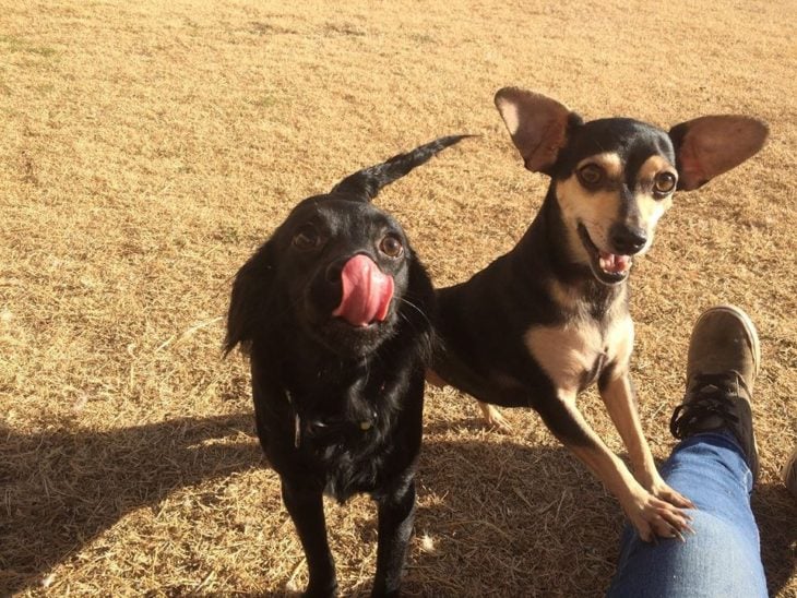 Banana y Apple perros en busca de hogar