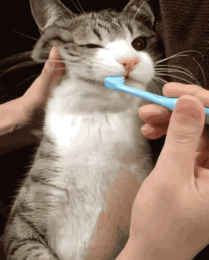 gatito dientes 