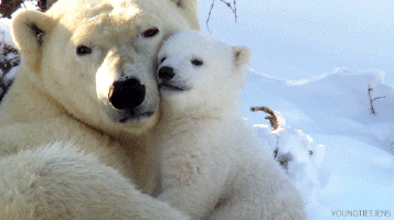 oso polar y mamá