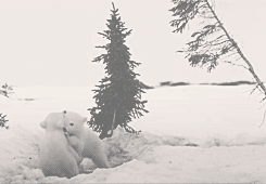 osos polares jugando
