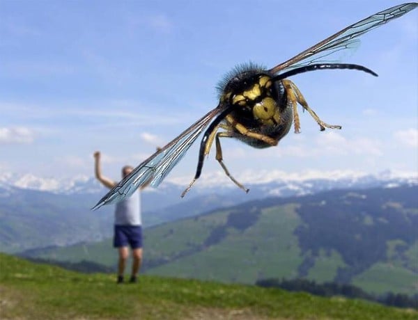 Fotografías tomadas en el momento exacto abeja gigante