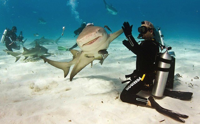 Fotografías tomadas en el momento exacto tiburón y buzo chócala dame cinco
