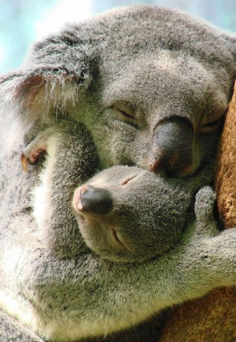 koala mamá e hijo 