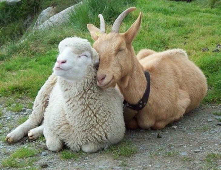 oveja y cabra acurrucados 