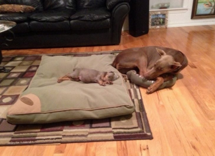 cachorrito dormido en cama grande de mamá 