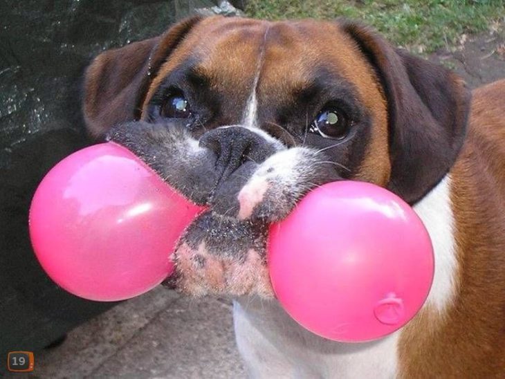 foto de perro que juega con globo 
