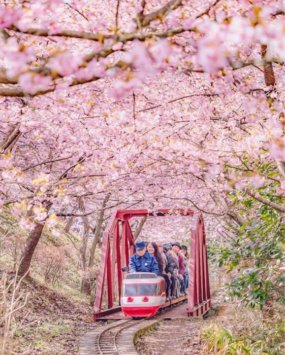 Sakura flor de los cerezos Japón
