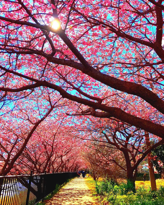 Sakura flor de los cerezos Japón