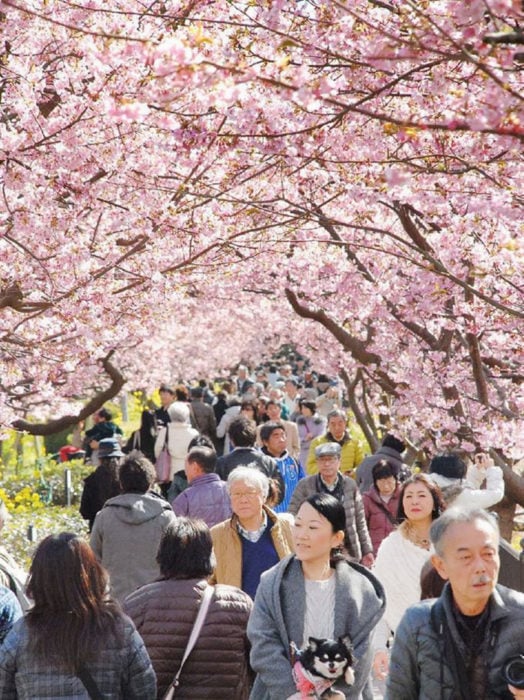 Sakura flor de los cerezos Japón