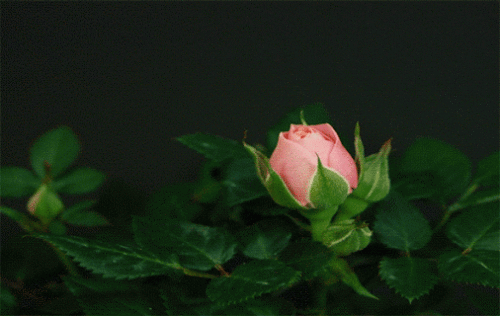 gif rosa floreciendo