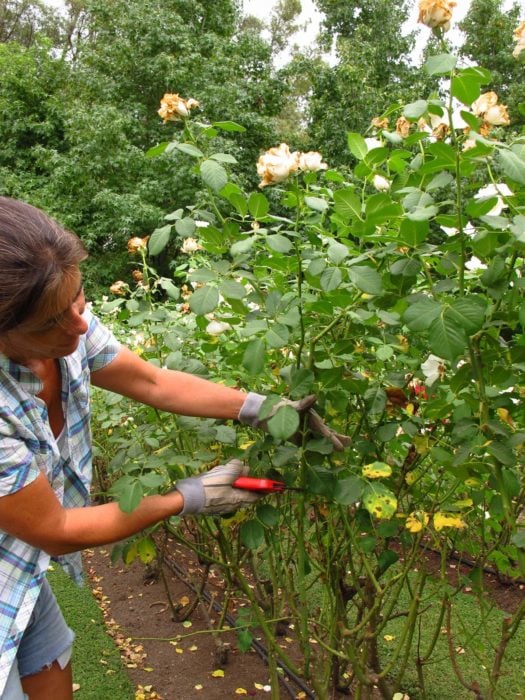 Mujer cortando rosas